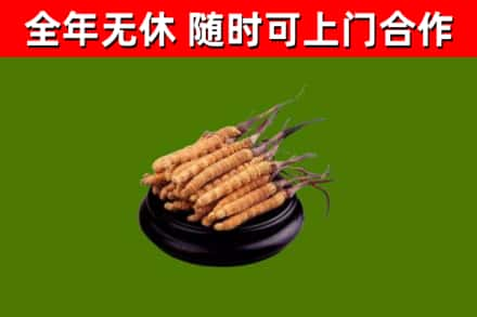 呼玛县回收冬虫夏草